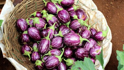 उत्तम वांगी खरेदी करा: किडे आणि खराब होण्यापासून वाचण्यासाठी सोप्या टिप्स