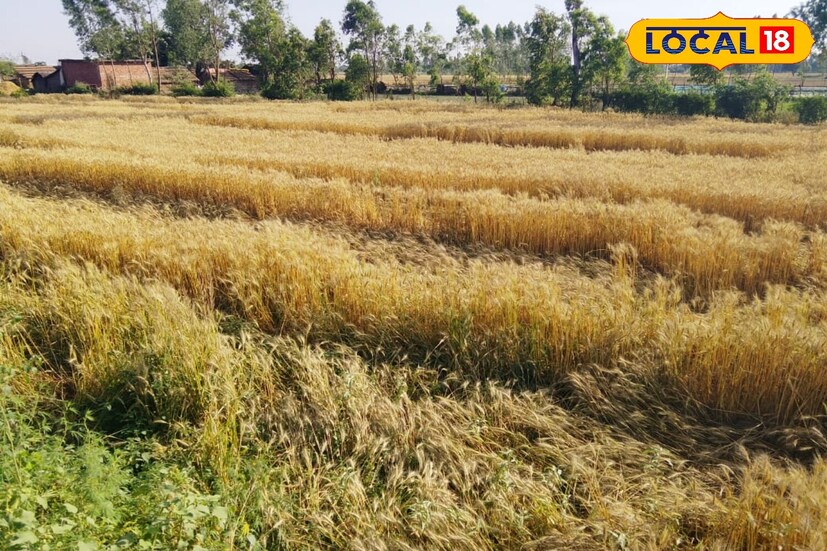 गेहूं गेहूं