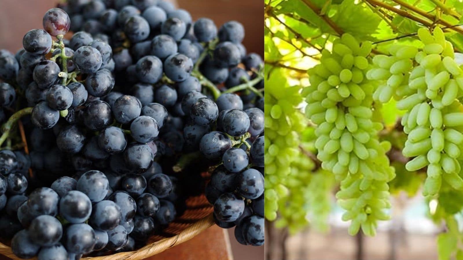 Grapes: నల్ల ద్రాక్ష Vs పచ్చ ద్రాక్ష.. రెండింట్లో ఏది మంచిది?.. వీరు ...
