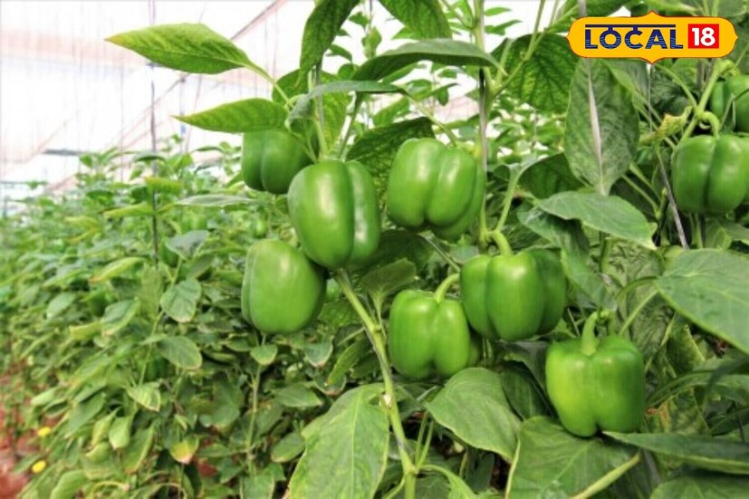 How to grow Capsicum at home