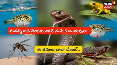 घातक प्राणी: 5 धोकादायक प्राणी जे थेट संपर्काशिवाय तुम्हाला हानी पोहोचवू शकतात