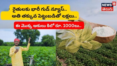 Profitable Farming Idea This Crop Gives  Rs 1000 Per Kg and Yields for 5 Years