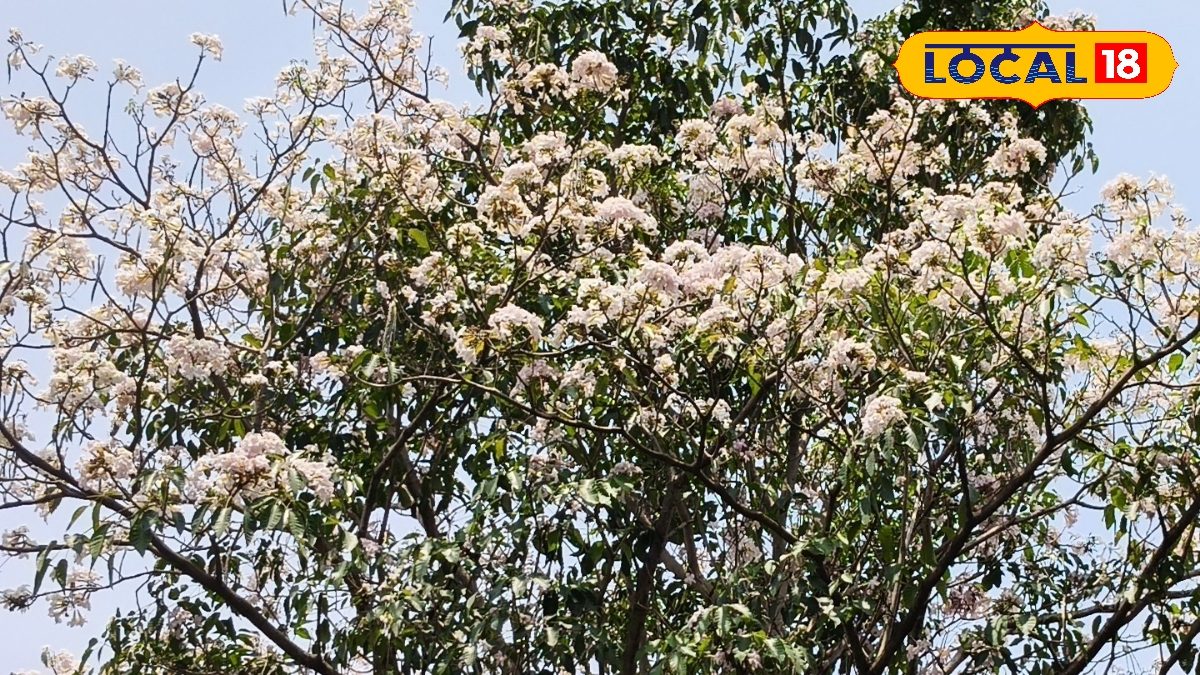 Pink Trumpet Trees: అరకు లోయకు వెళ్లే దారిలో పింక్ ట్రంపెట్ చెట్లు ...