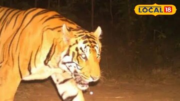 పులిగొడవ