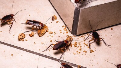 আপনার বাড়িতে কি আরশোলা উপদ্রব? এই প্রাকৃতিক প্রতিকারগুলি ব্যবহার করে দেখুন!