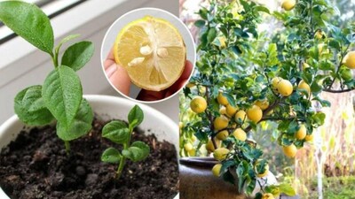 आपल्या बाल्कनीमध्ये लिंबू वाढवा: घरीच ताज्या लिंबू सरबताचा आनंद घ्या!