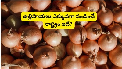 महाराष्ट्र भारताच्या कांदा उत्पादनात आघाडीवर: नाशिक 'कांद्याची राजधानी' म्हणून ओळखले जाते.