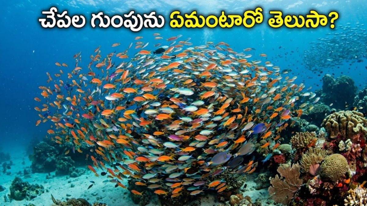 Fish: చేపల గుంపును ఏమని పిలుస్తారో తెలుసా? రోజూ చేపలు తినేవారికి కూడా ...