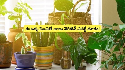 वास्तु टिप्स: घरात ही झाडे लावा, समृद्धी वाढेल आणि समस्या कमी होतील!