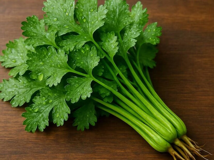 Coriander Leaves: మనం ప్రతిరోజూ వండే కూరలు, పప్పు, బిర్యానీలలో రుచి కోసం, గార్నిషింగ్ కోసం కొత్తిమీరను విరివిగా ఉపయోగిస్తుంటాం. ఆయుర్వేదం, ఆధునిక పోషకాహార శాస్త్రం ప్రకారం కొత్తిమీరలో విటమిన్ ఎ, సి, కే తో పాటు యాంటీ ఆక్సిడెంట్లు సమృద్ధిగా లభిస్తాయి బ్రో. ఇది జీర్ణక్రియను మెరుగుపరచడానికి ఎంతో తోడ్పడుతుంది. అయితే ఎంత మంచి ఆహారమైనా సరే అందరికీ పడాలని లేదని హైదరాబాద్ హైటెక్ సిటీ యశోద హాస్పిటల్స్ క్లినికల్ డైరెక్టర్, సీనియర్ కన్సల్టెంట్ గ్యాస్ట్రోఎంటరాలజిస్ట్ అండ్ హెపటాలజిస్ట్ డాక్టర్ కేఎస్ సోమశేఖర్ రావు హెచ్చరిస్తున్నారు. కొందరి శరీర తత్వాలకు, ఇప్పటికే ఉన్న రోగాలకు కొత్తిమీరను ఎక్కువగా తీసుకోవడం వల్ల ప్రతికూల ఫలితాలు వస్తాయి. కింది ఆరోగ్య సమస్యలు ఉన్నవారు కొత్తిమీర వాడకంలో ఎందుకు కేర్ఫుల్ గా ఉండాలో ఆ 5 ముఖ్యమైన కారణాలు ఇప్పుడు క్లియర్ గా తెలుసుకుందాం. Coriander Leaves: మనం ప్రతిరోజూ వండే కూరలు, పప్పు, బిర్యానీలలో రుచి కోసం, గార్నిషింగ్ కోసం కొత్తిమీరను విరివిగా ఉపయోగిస్తుంటాం. ఆయుర్వేదం, ఆధునిక పోషకాహార శాస్త్రం ప్రకారం కొత్తిమీరలో విటమిన్ ఎ, సి, కే తో పాటు యాంటీ ఆక్సిడెంట్లు సమృద్ధిగా లభిస్తాయి బ్రో. ఇది జీర్ణక్రియను మెరుగుపరచడానికి ఎంతో తోడ్పడుతుంది. అయితే ఎంత మంచి ఆహారమైనా సరే అందరికీ పడాలని లేదని హైదరాబాద్ హైటెక్ సిటీ యశోద హాస్పిటల్స్ క్లినికల్ డైరెక్టర్, సీనియర్ కన్సల్టెంట్ గ్యాస్ట్రోఎంటరాలజిస్ట్ అండ్ హెపటాలజిస్ట్ డాక్టర్ కేఎస్ సోమశేఖర్ రావు హెచ్చరిస్తున్నారు. కొందరి శరీర తత్వాలకు, ఇప్పటికే ఉన్న రోగాలకు కొత్తిమీరను ఎక్కువగా తీసుకోవడం వల్ల ప్రతికూల ఫలితాలు వస్తాయి. కింది ఆరోగ్య సమస్యలు ఉన్నవారు కొత్తిమీర వాడకంలో ఎందుకు కేర్ఫుల్ గా ఉండాలో ఆ 5 ముఖ్యమైన కారణాలు ఇప్పుడు క్లియర్ గా తెలుసుకుందాం.
