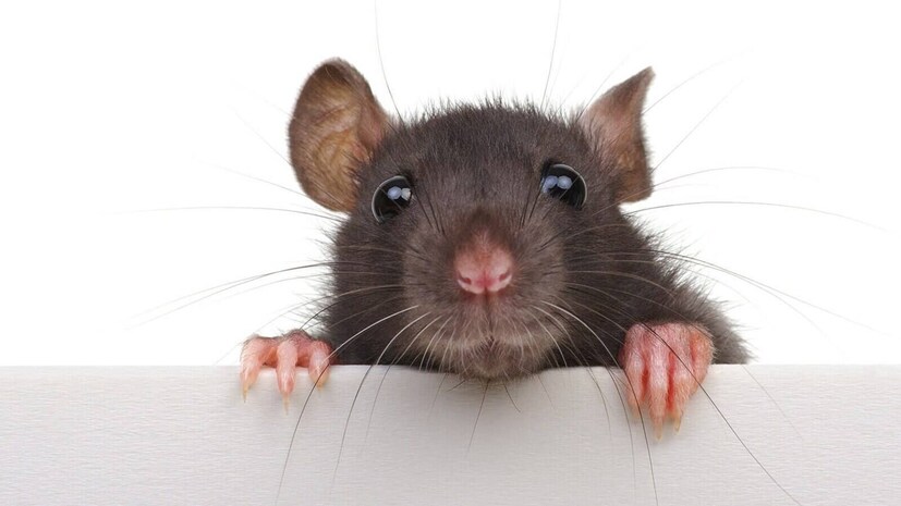  Rats: ఇళ్లల్లో ఎలుకల సమస్య అనేది చాలా మందిని వేధిస్తున్న ఒక పెద్ద తలనొప్పి వ్యవహారం. ఎలుకలు ఒక్కసారి ఇంట్లోకి ప్రవేశిస్తే.. వంటగదిలోని ఆహార పదార్థాలను నాశనం చేయడమే కాకుండా, విలువైన బట్టలు, సోఫాలు, చివరకు ఎలక్ట్రానిక్ వస్తువుల వైర్లను కూడా కొరికేసి వేల రూపాయల నష్టం తెచ్చిపెడుతుంటాయి. వీటిని చంపడానికి మార్కెట్లో దొరికే విషపూరిత రసాయన మందులు వాడితే.. అవి తిని ఎలుకలు ఇళ్లల్లోని మూలల్లో చనిపోయి విపరీతమైన దుర్వాసన వస్తుంటుంది. పైగా ఇంట్లో చిన్న పిల్లలు, పెంపుడు జంతువులు ఉంటే ఆ కెమికల్స్ వాడటం చాలా ప్రమాదకరం. అలాంటి ఇబ్బంది లేకుండా, ఎలుకలను చంపకుండా కేవలం మీ వంటింటి వస్తువులతోనే ఇంటి నుండి శాశ్వతంగా తరిమికొట్టే 5 అద్భుతమైన హోం రెమెడీస్ ఇప్పుడు క్లియర్ గా తెలుసుకుందాం.