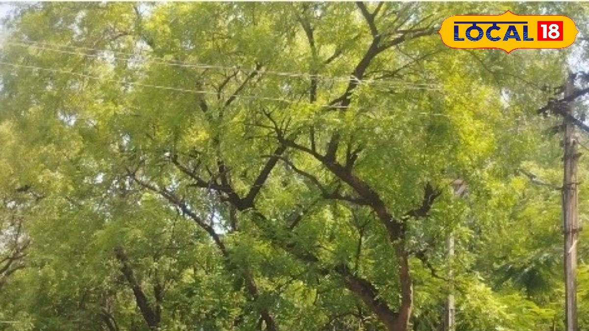 Natural Pesticide Tree: ఆ చెట్లలో ఆయుర్వేద రహస్యం.. ఎన్ని ప్రయోజనాలో ...