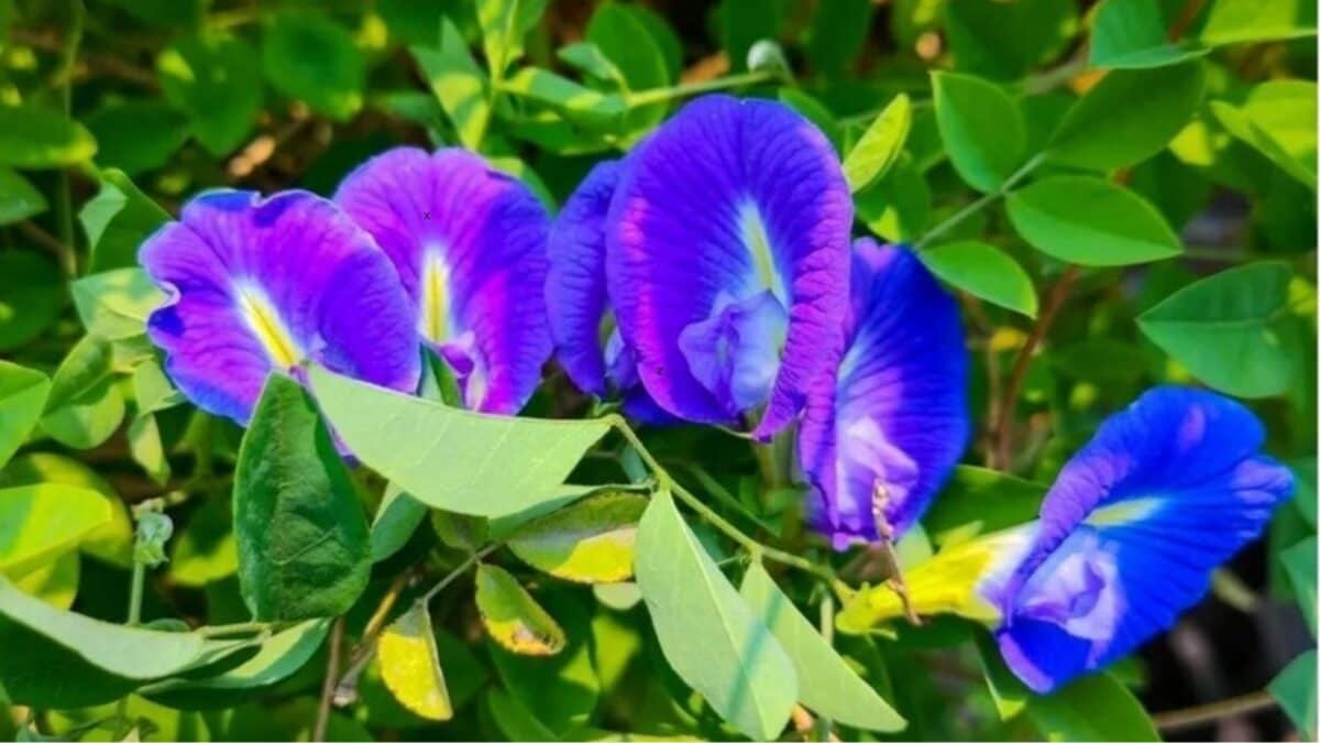 Aprajita Plant Care: శంఖం పూలు పూయట్లేదా?.. ఎప్సమ్ సాల్ట్‌తో ఇలా చేస్తే ...