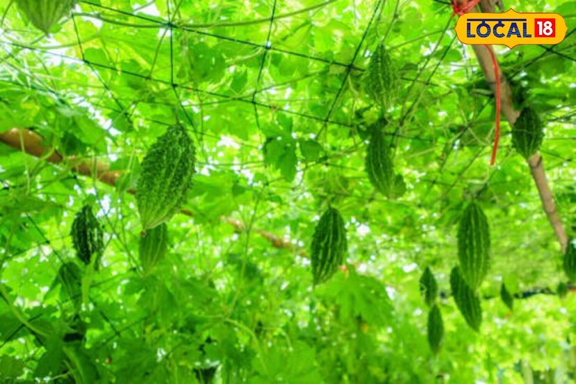  కాకరకాయ పేరు వినగానే చాలామంది ముఖం చిట్లిస్తారు. కారణం దాని చేదు రుచి. కానీ రుచి చేదుగా ఉన్నా.. ఆరోగ్యానికి మాత్రం ఎంతో మేలు చేసే కూరగాయల్లో కాకరకాయ ఒకటి. ఇందులో విటమిన్లు, ఖనిజాలు, పీచుపదార్థం, యాంటీఆక్సిడెంట్లు పుష్కలంగా ఉంటాయి. అందుకే ఆయుర్వేదంలో కూడా కాకరకాయకు ప్రత్యేక స్థానం ఉంది. వైద్య నిపుణుల అభిప్రాయం ప్రకారం, కాకరకాయ శరీరంలో పిత్తం, కఫం సమతుల్యంగా ఉండేందుకు తోడ్పడుతుంది. ఇందులో విటమిన్ C, విటమిన్ A, ఐరన్, పొటాషియం, ఫైబర్ వంటి పోషకాలు ఉండటంతో ఆరోగ్యకరమైన ఆహారంలో దీనిని చేర్చుకోవాలని సూచిస్తున్నారు.