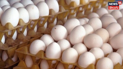eggs