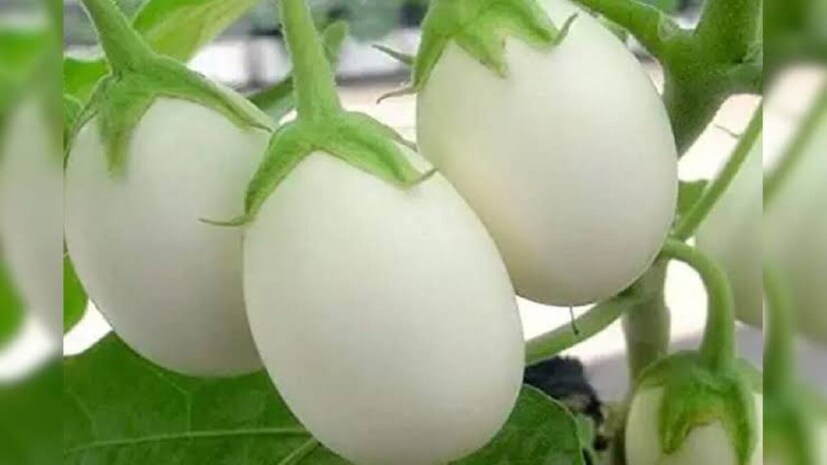  <strong>White Brinjal Farming:</strong> చాలా మంది రైతులు ఇప్పుడు సంప్రదాయ వంకాయ సాగుకు బదులుగా తెల్ల వంకాయ సాగు వైపు మొగ్గు చూపుతున్నారు. అనుకూలమైన వాతావరణ పరిస్థితులు, నాణ్యమైన రకం, సమతుల్య పోషణ , సకాలంలో పర్యవేక్షణ ఉంటే ఈ పంట ద్వారా మంచి దిగుబడిని సాధించవచ్చు. రైతులు నాణ్యతను పాటిస్తూ, సరైన సమయంలో పంటను మార్కెట్‌కు తరలిస్తే, సాధారణ వంకాయలతో పోలిస్తే దీనికి మెరుగైన ధర లభించే అవకాశం ఎక్కువగా ఉంటుంది.