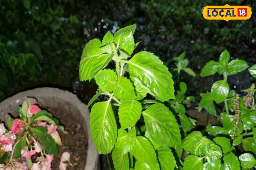 tulsi care in monsoon tulsi care in monsoon