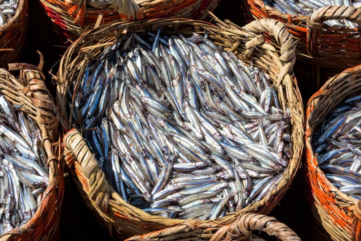 Nethili Fish: ఈ చేపలు సైజులో చిన్నవి, పోషకాలలో గొప్పవి.. వారంలో రెండు సార్లు తింటే లాభం ఏంటో తెలుసా..?