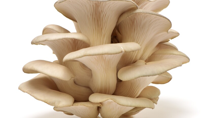 mushroom farming business ideas, mushroom business, low investment business ideas, small business success stories, organic farming business profits, agriculture startup ideas, self employment ideas, మష్రూమ్ సాగు ఎలా చేయాలి, తక్కువ పెట్టుబడితో వ్యాపారం, చిన్న వ్యాపారాల విజయగాథలు, గ్రామీణ ప్రాంతాల్లో స్వయం ఉపాధి అవకాశాలు, ఆర్గానిక్ వ్యవసాయం mushroom farming business ideas, mushroom business, low investment business ideas, small business success stories, organic farming business profits, agriculture startup ideas, self employment ideas, మష్రూమ్ సాగు ఎలా చేయాలి, తక్కువ పెట్టుబడితో వ్యాపారం, చిన్న వ్యాపారాల విజయగాథలు, గ్రామీణ ప్రాంతాల్లో స్వయం ఉపాధి అవకాశాలు, ఆర్గానిక్ వ్యవసాయం