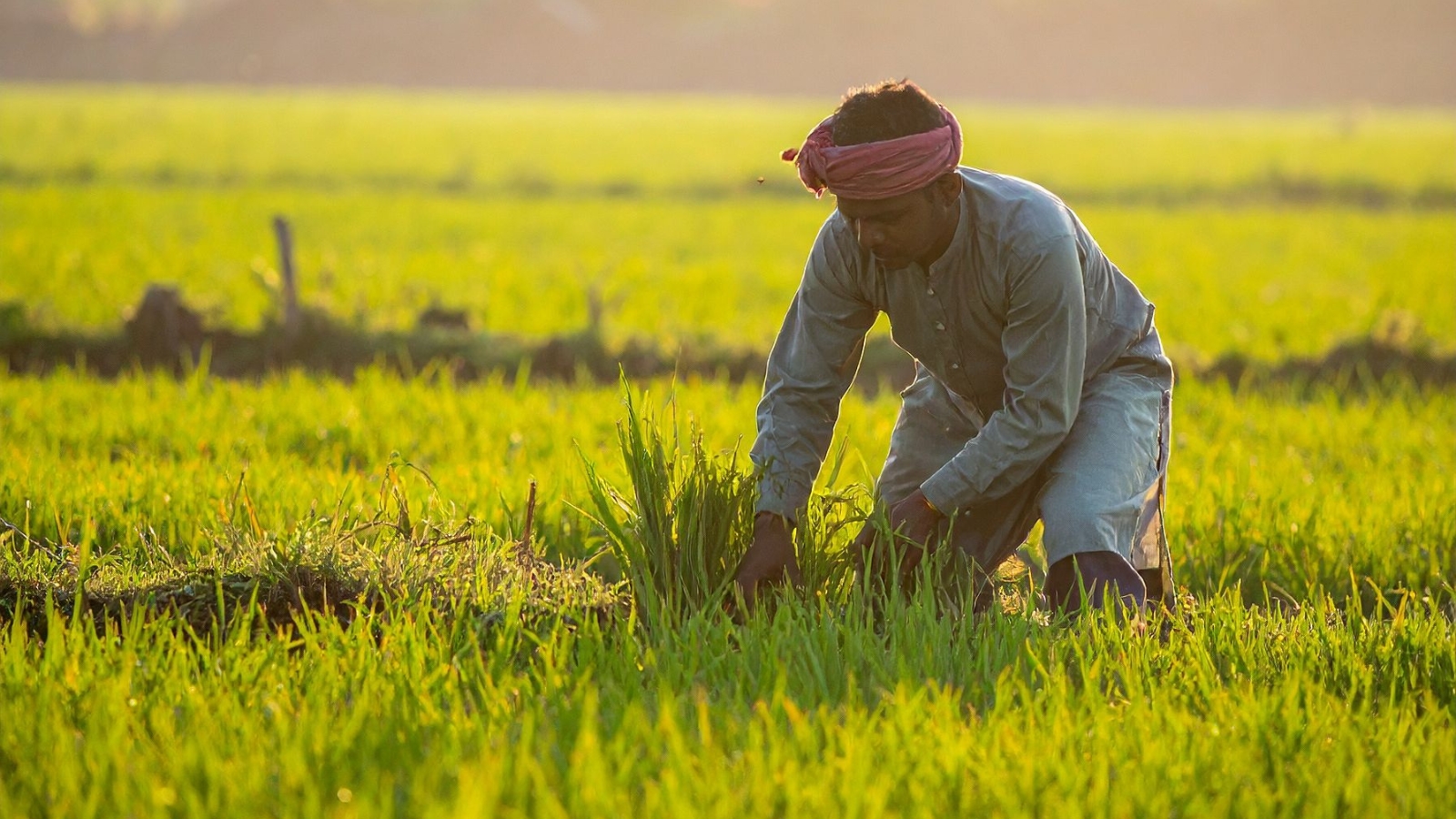 Farmer News Farmer News