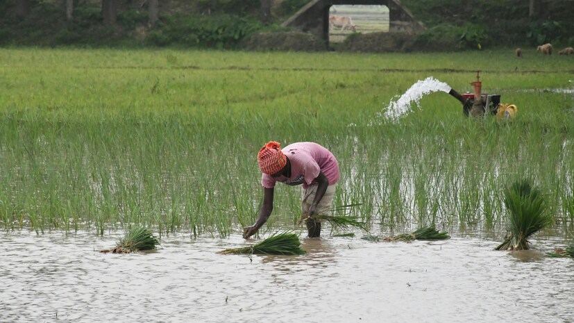 ICAR agriculture roadmap 2047, crop diversification India latest update, farmer schemes, agriculture production target 2047, government agriculture updates, best crops for farmers, రైతులకు కొత్త పంటల సాగు సమాచారం, వ్యవసాయ పథకాలు, ఐసీఏఆర్ 2047 వ్యవసాయ ప్రణాళిక, రైతులకు ప్రభుత్వ సాయం, వరి సాగు తగ్గింపు, రైతుల ఆదాయం పెంచే పంటలు, వ్యవసాయంలో కొత్త మార్పులు 2026, రైతులకు ఉపయోగపడే వ్యవసాయ సలహాలు, పంటల ఉత్పత్తి పెంపు ప్రణాళిక, వ్యవసాయ పరిశోధన తాజా వార్తలు