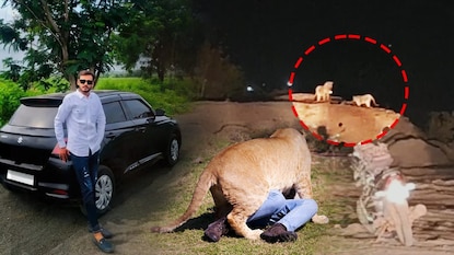 Lion Attack Lion Attack