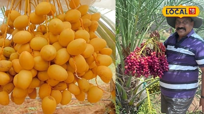 Date Farming: ఖర్జూరాతో రూ.కోట్లు సంపాదించొచ్చా? తెలంగాణ రైతు ఏమన్నారంటే.. Date Farming: ఖర్జూరాతో రూ.కోట్లు సంపాదించొచ్చా? తెలంగాణ రైతు ఏమన్నారంటే..