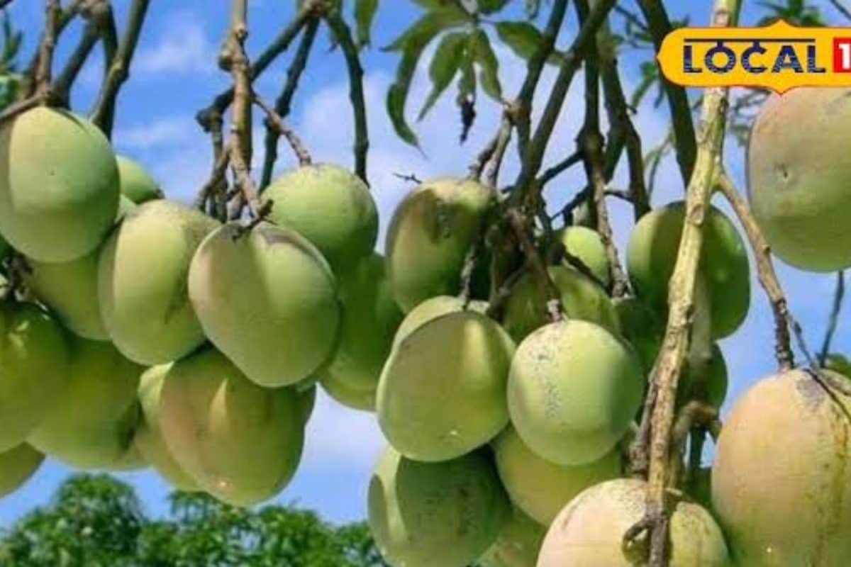 పండ్లలో రారాజు.. కానీ రైతుల బతుకు మాత్రం ఇంత దారుణమా?
