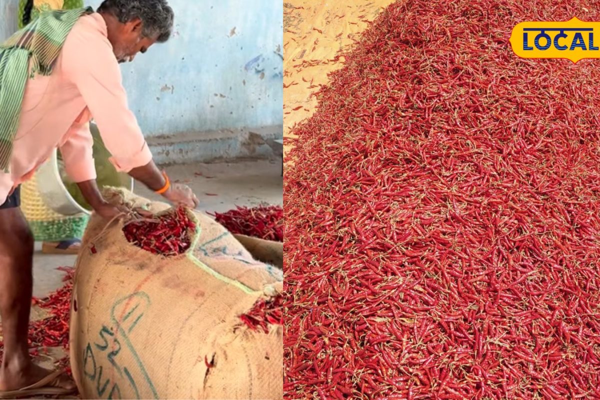 Red Chilli Prices: మిర్చి రైతులకు ఊహించని జాక్‌పాట్.. ఒక్కసారిగా పెరిగిన రేట్లు!