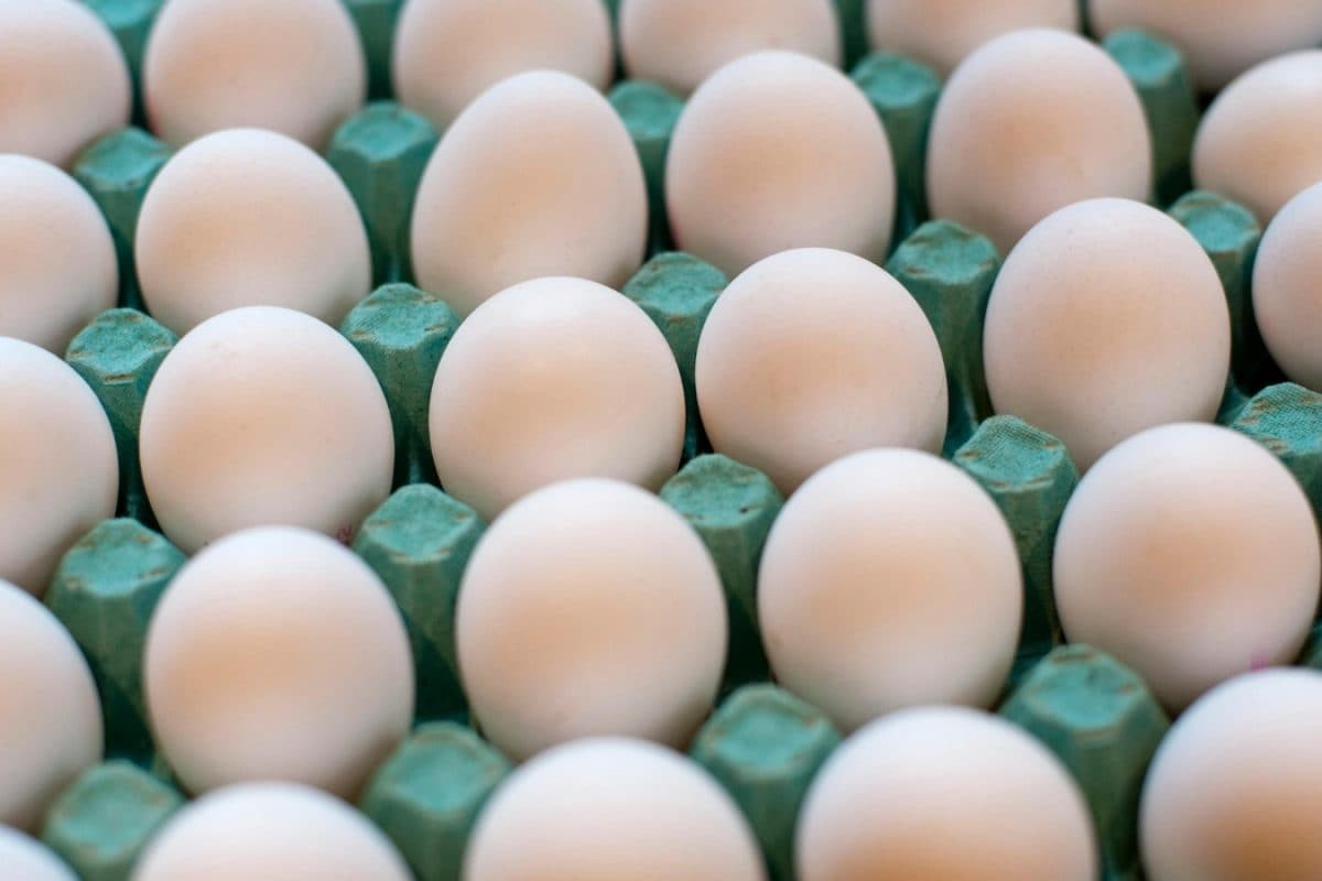 Egg Prices: గుడ్డు ధర ఎందుకు పెరుగుతోంది? అసలు కారణం తెలిస్తే షాకే!