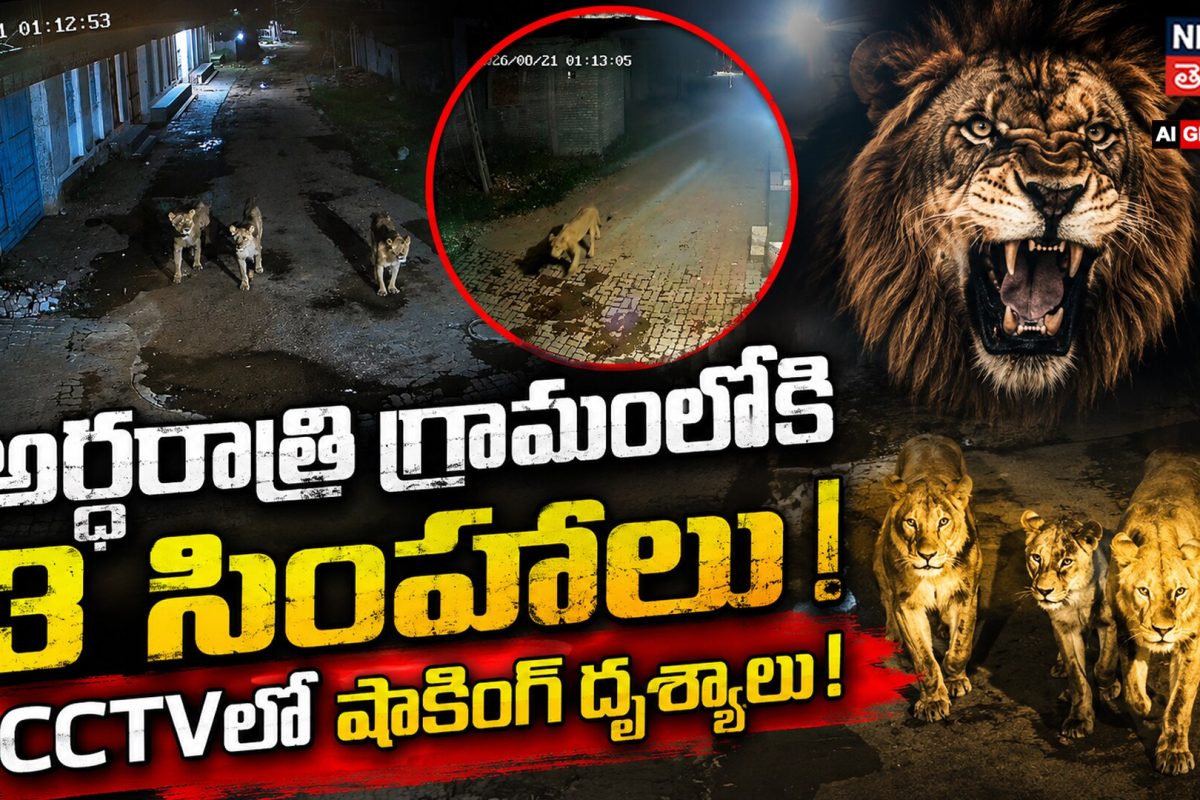 3 Lions Spotted In Bhavnagar Village : అర్థరాత్రి గ్రామంలోకి 3 సింహాలు!