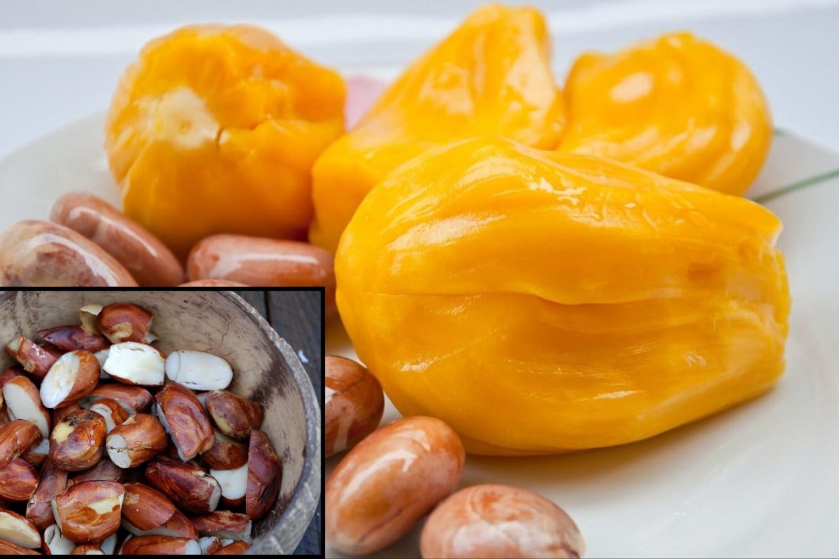 Jackfruit Seeds: పనస గింజలను పారేస్తున్నారా.. తింటే ఏం లాభమో తెలిస్తే పిస్తా, జీడిపప్పు, బాదం జోలికిపోరు
