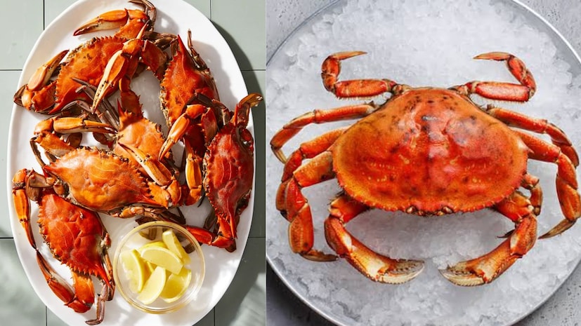 Crab Meat: సముద్రపు ఆహారాలలో చేపలు, రొయ్యలతో పాటు పీతలకు ప్రత్యేకమైన క్రేజ్ ఉంది. చాలామంది పీతలను కేవలం అద్భుతమైన రుచి కోసమే తింటుంటారు. కానీ పీత మాంసంలో శరీరానికి అవసరమైన అత్యంత శక్తివంతమైన పోషకాలు, లీన్ ప్రోటీన్, విటమిన్లు, ఖనిజాలు సమృద్ధిగా దాగి ఉన్నాయని ప్రముఖ న్యూట్రిషనిస్ట్ అండ్ సీనియర్ క్లినికల్ డైటీషియన్ డాక్టర్ ఎస్. స్వాతి స్పష్టం చేస్తున్నారు. Crab Meat: సముద్రపు ఆహారాలలో చేపలు, రొయ్యలతో పాటు పీతలకు ప్రత్యేకమైన క్రేజ్ ఉంది. చాలామంది పీతలను కేవలం అద్భుతమైన రుచి కోసమే తింటుంటారు. కానీ పీత మాంసంలో శరీరానికి అవసరమైన అత్యంత శక్తివంతమైన పోషకాలు, లీన్ ప్రోటీన్, విటమిన్లు, ఖనిజాలు సమృద్ధిగా దాగి ఉన్నాయని ప్రముఖ న్యూట్రిషనిస్ట్ అండ్ సీనియర్ క్లినికల్ డైటీషియన్ డాక్టర్ ఎస్. స్వాతి స్పష్టం చేస్తున్నారు.