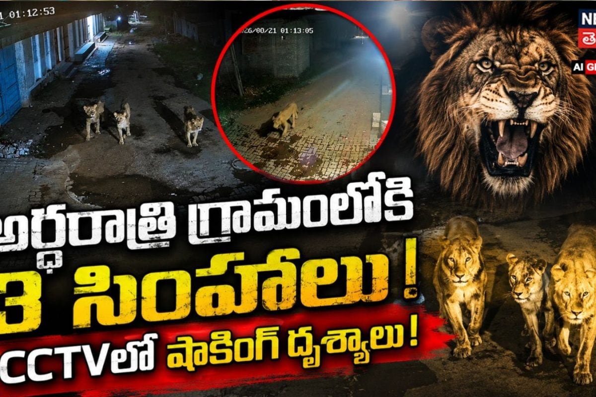 Viral Video: అర్ధరాత్రి గ్రామంలో మూడు సింహాలు.. CCTVలో షాకింగ్ దృశ్యాలు..