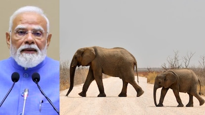 ప్రధాని మోదీ నేతృత్వంలో ప్రాజెక్ట్ ఎలిఫెంట్.. ఏనుగుల రక్షణకు కేంద్రం కీలక చర్యలు ప్రధాని మోదీ నేతృత్వంలో ప్రాజెక్ట్ ఎలిఫెంట్.. ఏనుగుల రక్షణకు కేంద్రం కీలక చర్యలు