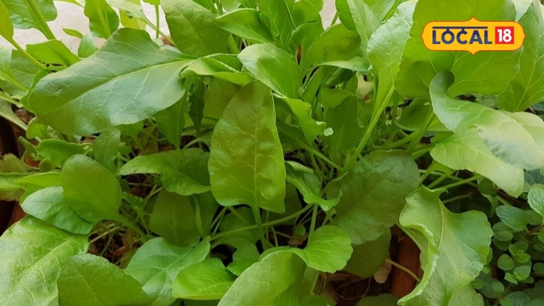 Gardening Tips: చిన్న కుండీ ఉంటే చాలు.. ఇంకెప్పుడు మార్కెట్లో పాలకూర కొనక్కర్లేదు.. మీ డబ్బు ఆదా..