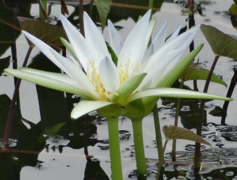 Importance and Demand of Water Lily Plant 