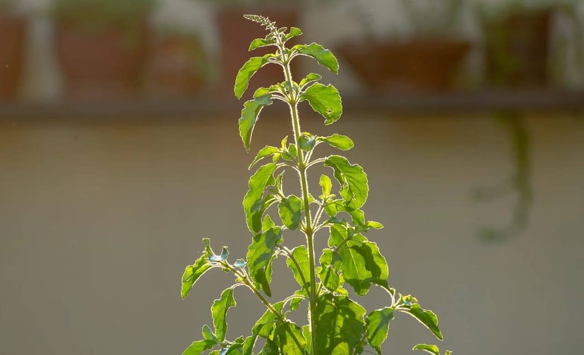 Health Benefits of Tulsi, Precautions You Must Know Health Benefits of Tulsi, Precautions You Must Know