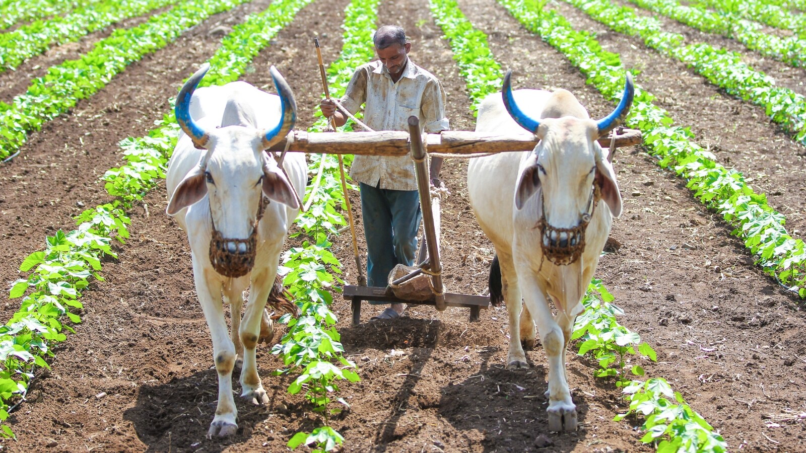 Rabi MSP 2027-28, MSP hike for farmers, Safflower MSP increase, Mustard MSP latest update, Wheat MSP 2027, Lentil MSP price, Gram MSP latest, రబీ పంటల మద్దతు ధరలు, రైతులకు కేంద్రం తాజా ప్రకటన, కుసుమ పంట ధర పెంపు, ఆవాలు పంటకు కొత్త ధర, గోధుమ రైతులకు కేంద్రం నిర్ణయం, పంటల కొనుగోలు వివరాలు