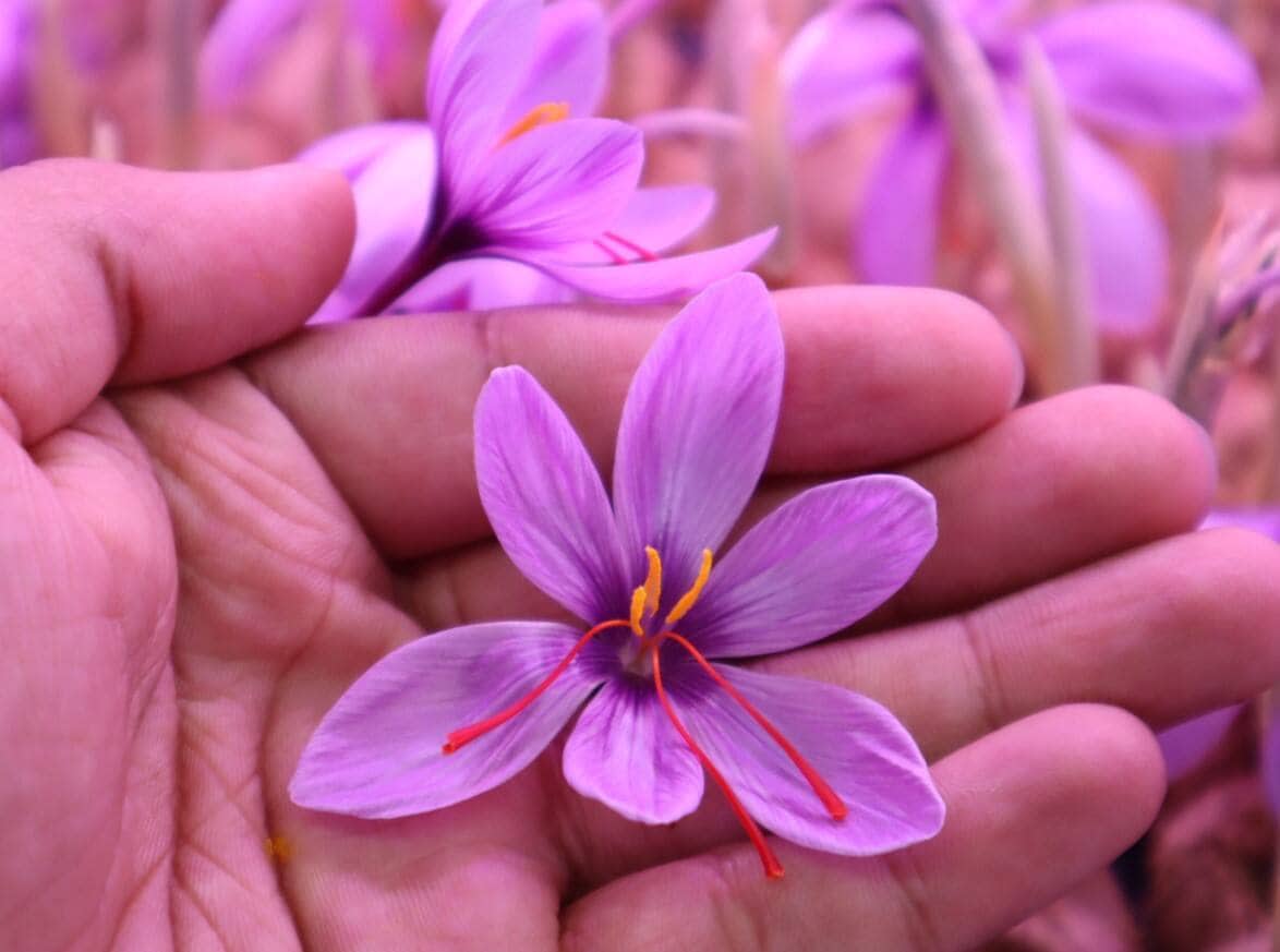 how to farm saffron in small room this high profit farming idea can earn up to 5 lakh how to farm saffron in small room this high profit farming idea can earn up to 5 lakh