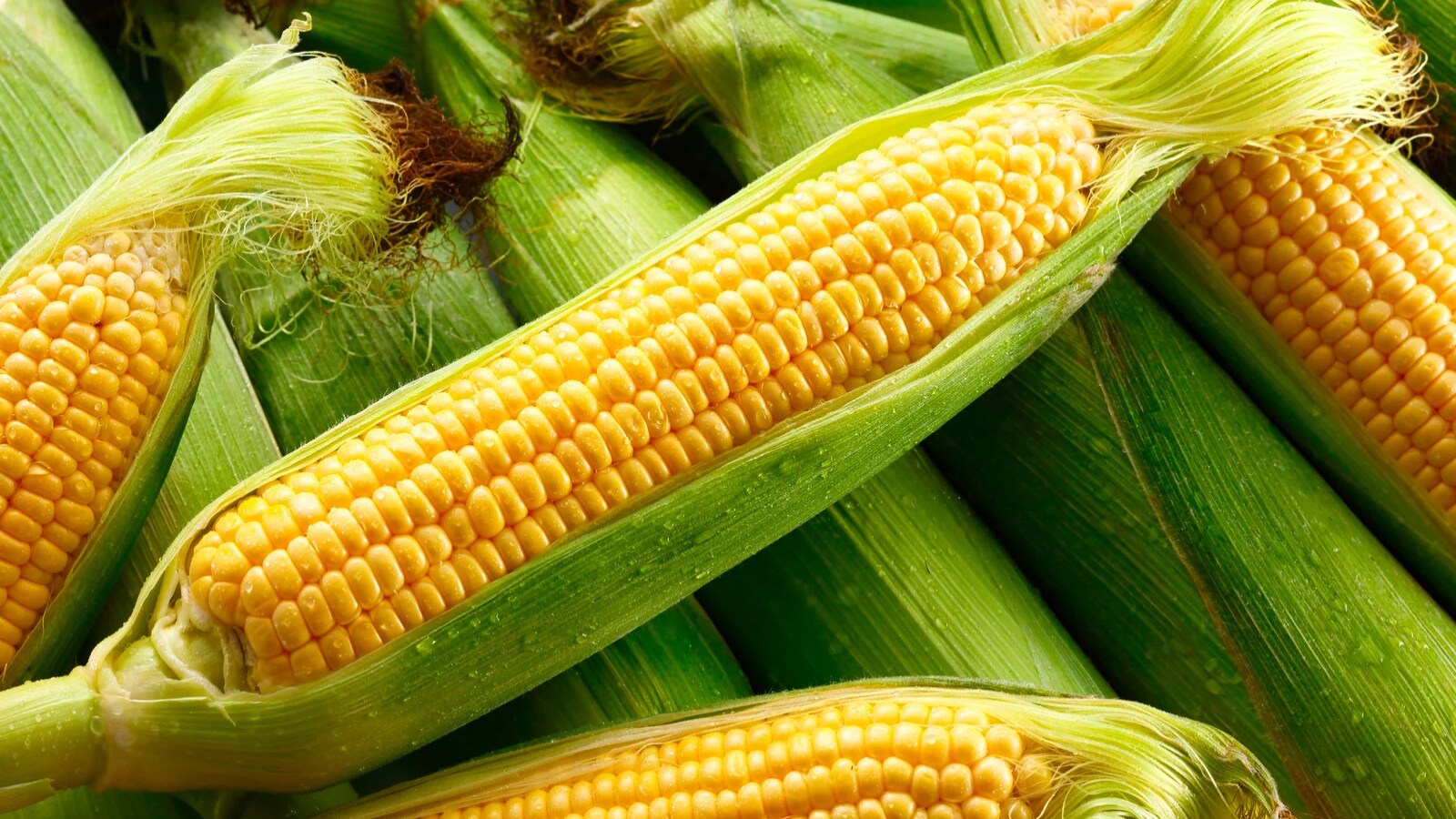 maize ethanol price hike, ethanol procurement price latest news, AIDA ethanol price demand, ethanol blending programme, petrol ethanol blending 20 percent, maize farmers, మొక్కజొన్న ధర తాజా సమాచారం, ఇథనాల్ ధరల పెంపు వార్తలు, కేంద్ర ప్రభుత్వ ఇంధన విధానం, పెట్రోల్‌లో ఇథనాల్ కలపడం వల్ల ప్రయోజనాలు, మొక్కజొన్న రైతులకు తాజా వార్తలు, వ్యవసాయ ఉత్పత్తుల మార్కెట్ ధరలు
