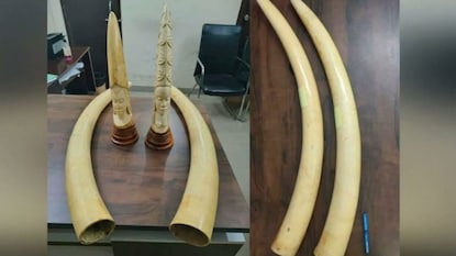 Hyderabad Elephant Ivory Smuggling Hyderabad Elephant Ivory Smuggling