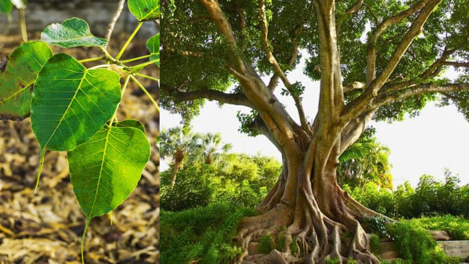Peepal Tree: సనాతన ధర్మంలో వృక్ష పూజకు విశేష ప్రాధాన్యత ఉందని, అందులోనూ 'అశ్వత్థ వృక్షం'గా పిలిచే రావి చెట్టును సాక్షాత్తు త్రిమూర్తుల స్వరూపంగా, సమస్త దేవతా నిలయంగా భావిస్తారని ప్రముఖ జ్యోతిష్య, వాస్తు నిపుణులు ప్రశాంత్ వివరిస్తున్నారు. "మూలతో బ్రహ్మ రూపాయ, మధ్యతో విష్ణు రూపిణే, అగ్రతః శివ రూపాయ, వృక్షరాజాయ తే నమః" అని శాస్త్రం స్పష్టం చేస్తోంది. రావి చెట్టు మొదట్లో బ్రహ్మదేవుడు, మధ్య భాగంలో శ్రీమహావిష్ణువు, కొమ్మల చివరల్లో పరమశివుడు కొలువై ఉంటారని తెలుపుతున్నారు.. Peepal Tree: సనాతన ధర్మంలో వృక్ష పూజకు విశేష ప్రాధాన్యత ఉందని, అందులోనూ 'అశ్వత్థ వృక్షం'గా పిలిచే రావి చెట్టును సాక్షాత్తు త్రిమూర్తుల స్వరూపంగా, సమస్త దేవతా నిలయంగా భావిస్తారని ప్రముఖ జ్యోతిష్య, వాస్తు నిపుణులు ప్రశాంత్ వివరిస్తున్నారు. "మూలతో బ్రహ్మ రూపాయ, మధ్యతో విష్ణు రూపిణే, అగ్రతః శివ రూపాయ, వృక్షరాజాయ తే నమః" అని శాస్త్రం స్పష్టం చేస్తోంది. రావి చెట్టు మొదట్లో బ్రహ్మదేవుడు, మధ్య భాగంలో శ్రీమహావిష్ణువు, కొమ్మల చివరల్లో పరమశివుడు కొలువై ఉంటారని తెలుపుతున్నారు..