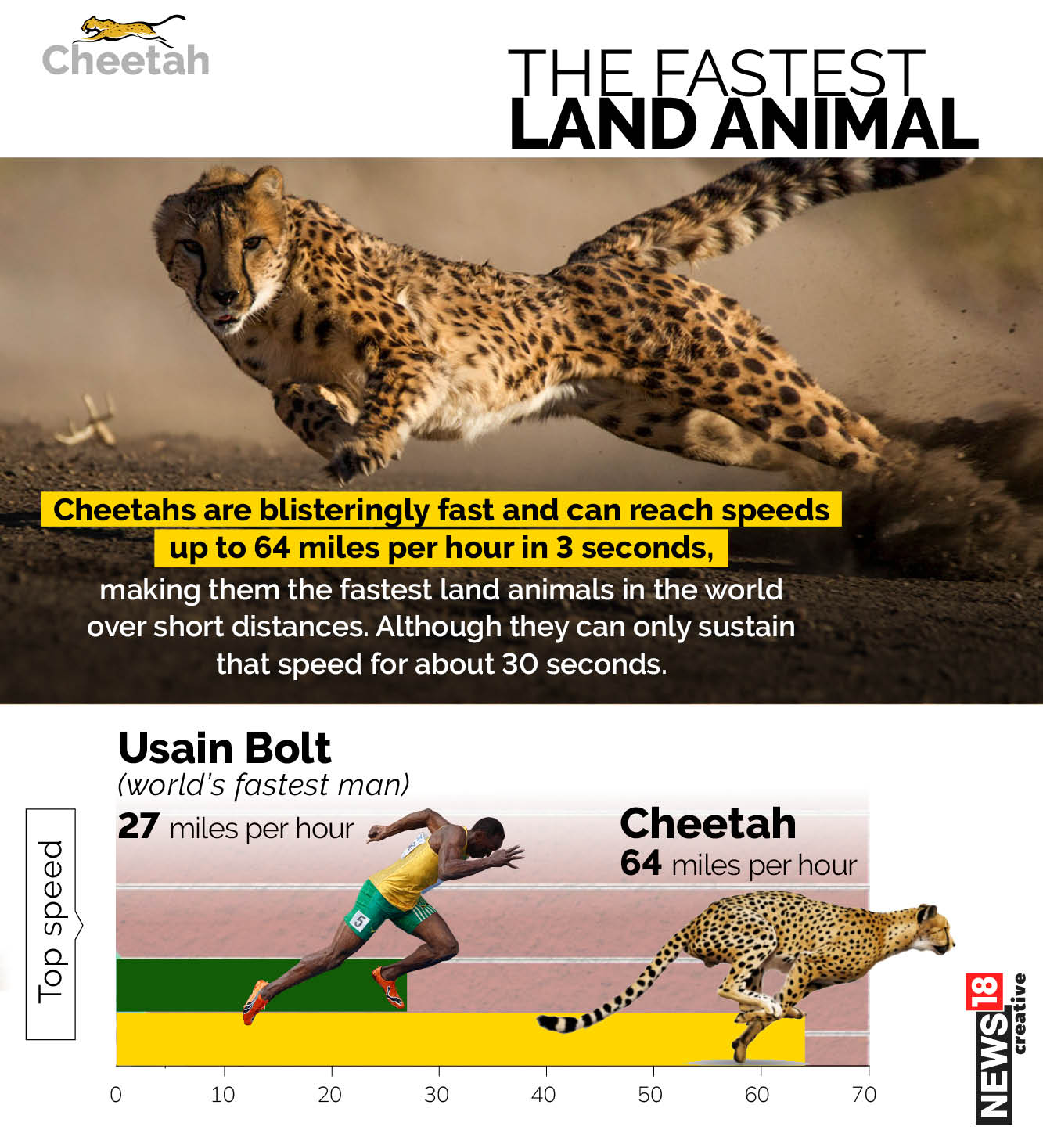 Cheetahs – All you need to about the fastest land animal