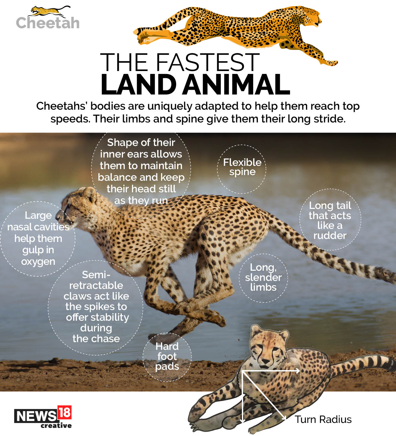 Cheetahs – All you need to about the fastest land animal Cheetahs – All you need to about the fastest land animal
