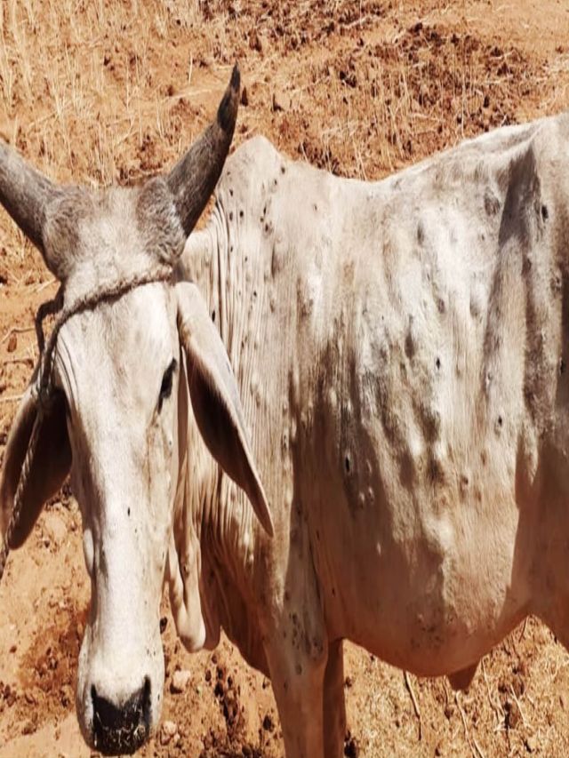 All You Need To Know About Lumpy Skin Diseases In Cattle 0666