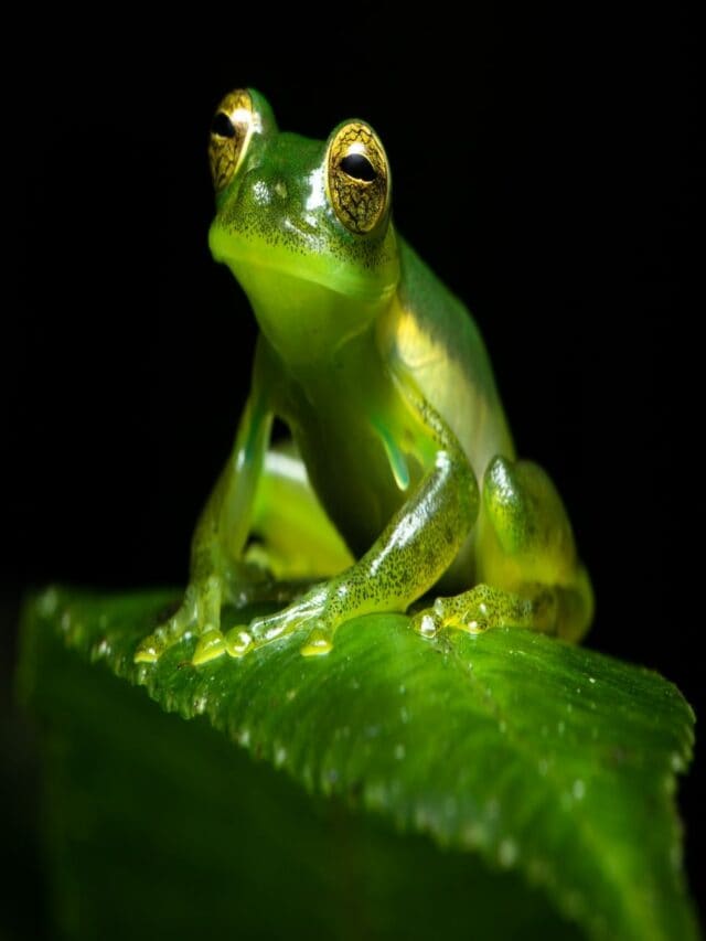 This is how glass frogs make themselves transparent