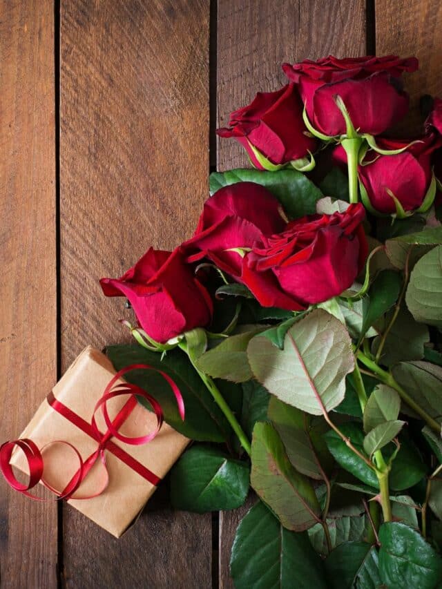 Valentine's day 2023 These states produce the most roses in India