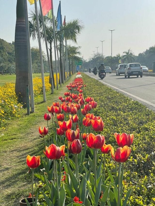 Delhi Tulip Festival a visual delight for nature lovers