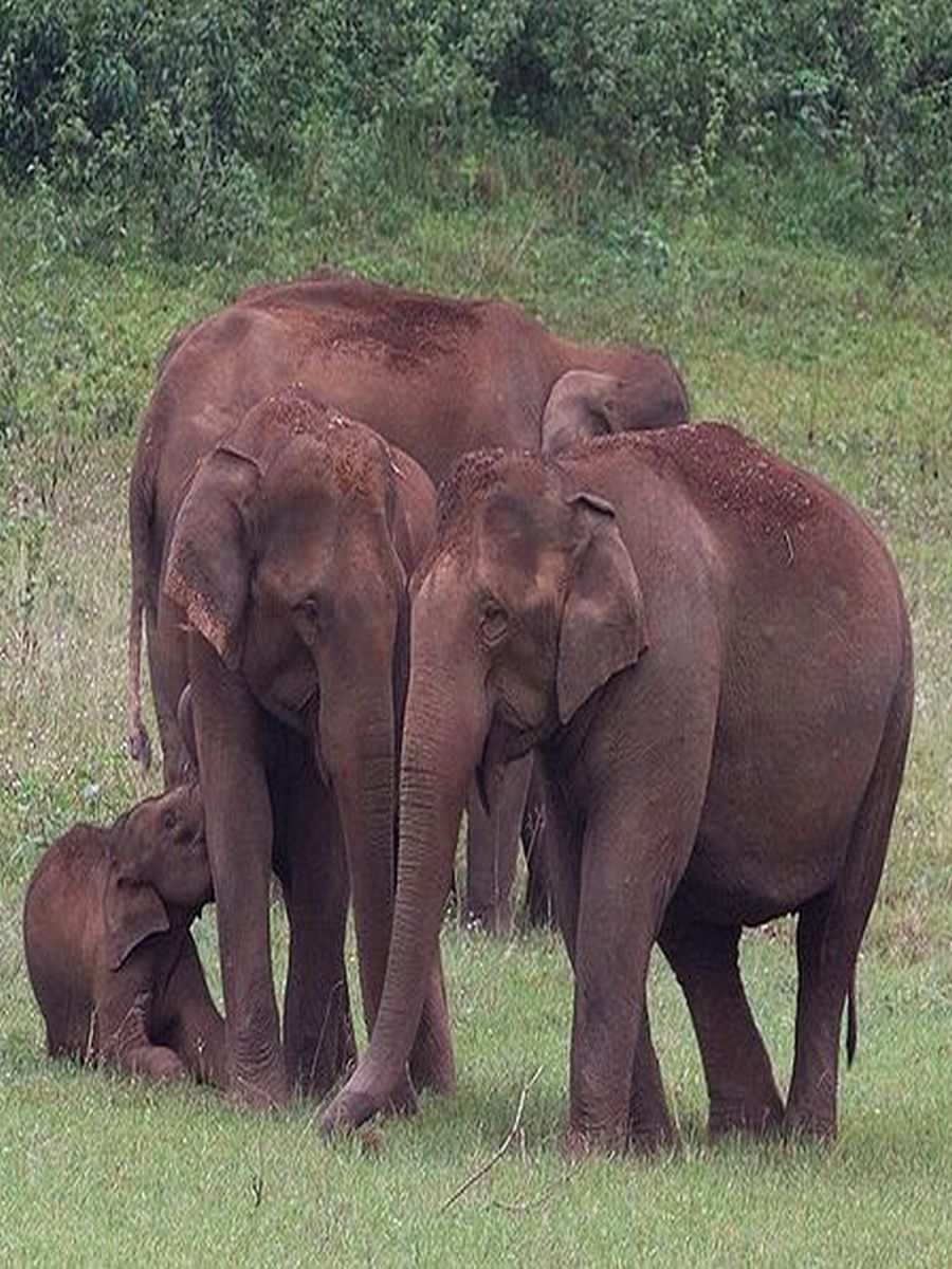 World Wildlife Day: 10 National Parks in India you must visit World Wildlife Day: 10 National Parks in India you must visit